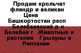 Продам крольчат фландр и великан › Цена ­ 400 - Башкортостан респ., Белебеевский р-н, Белебей г. Животные и растения » Грызуны и Рептилии   